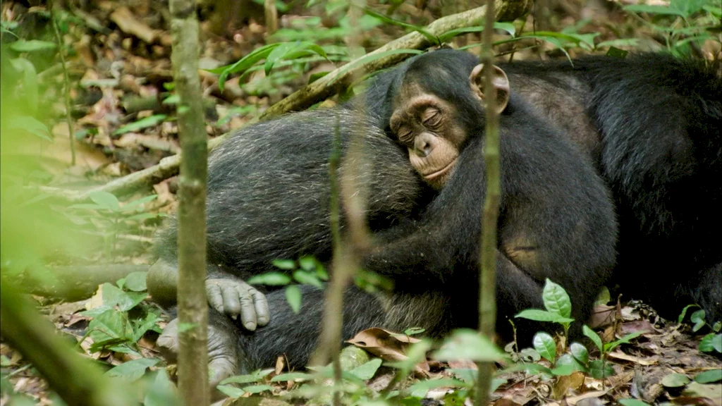 Photo 8 du film : Chimpanzés