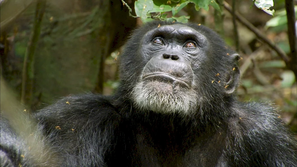 Photo 9 du film : Chimpanzés