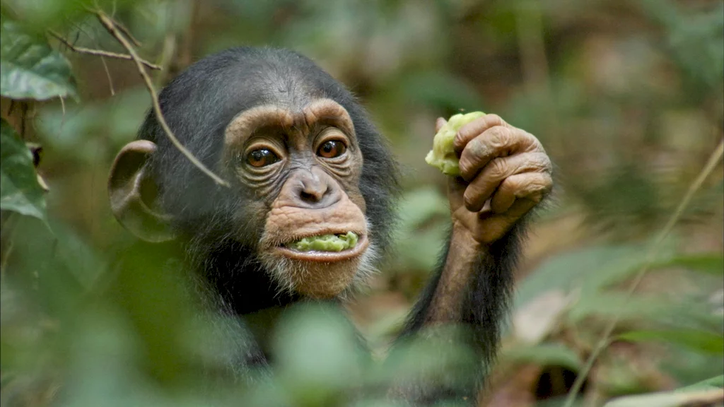 Photo 10 du film : Chimpanzés