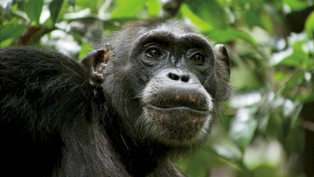 Photo 11 du film : Chimpanzés