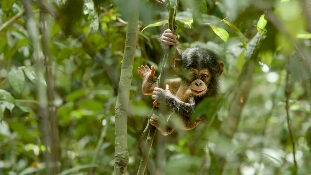 Photo 12 du film : Chimpanzés
