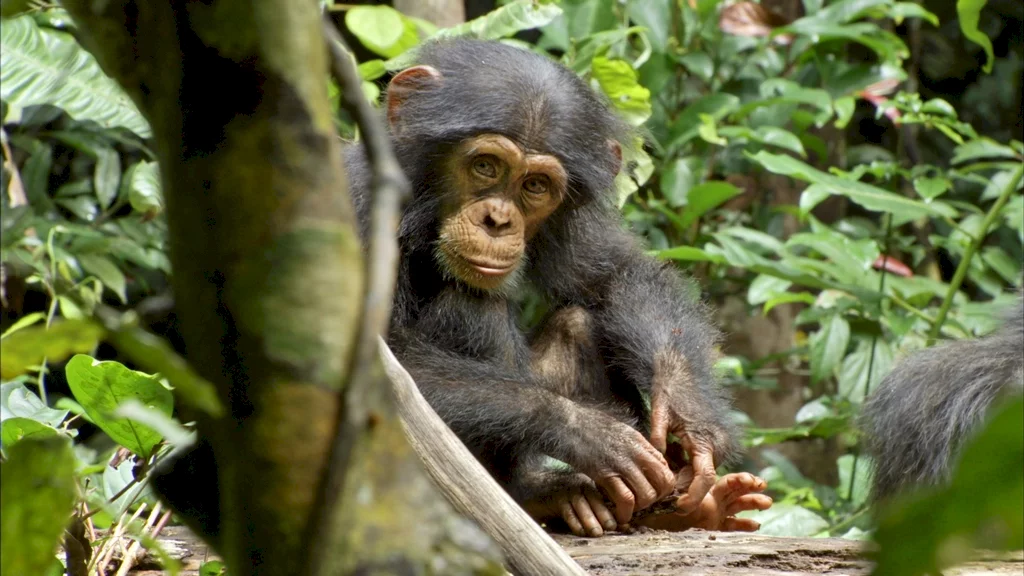 Photo 14 du film : Chimpanzés