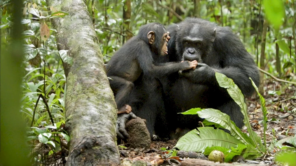 Photo 15 du film : Chimpanzés