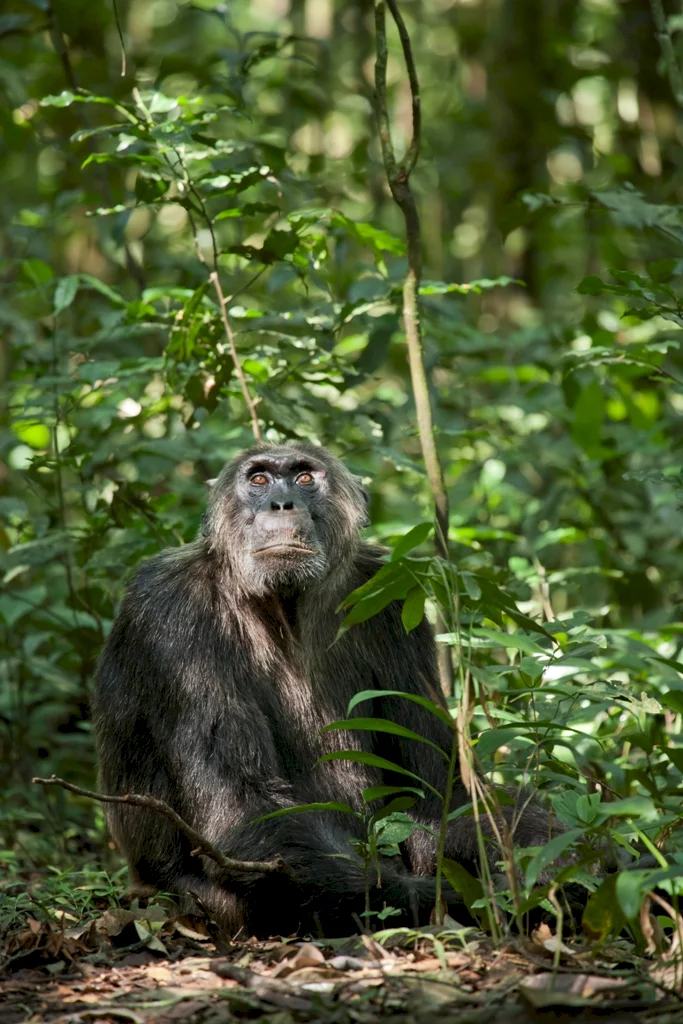 Photo 16 du film : Chimpanzés