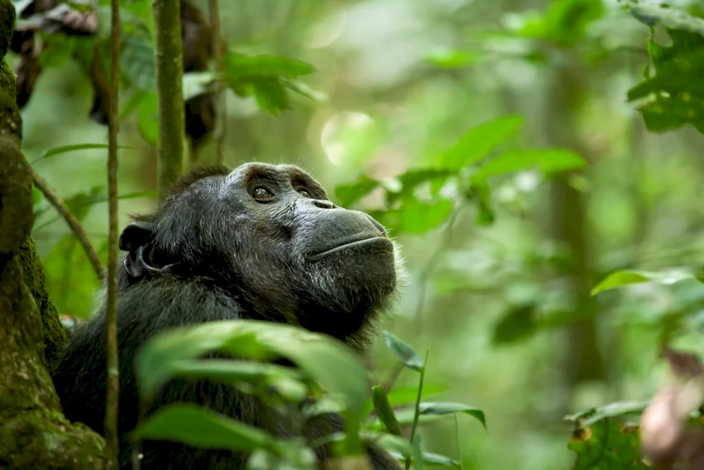 Photo 18 du film : Chimpanzés