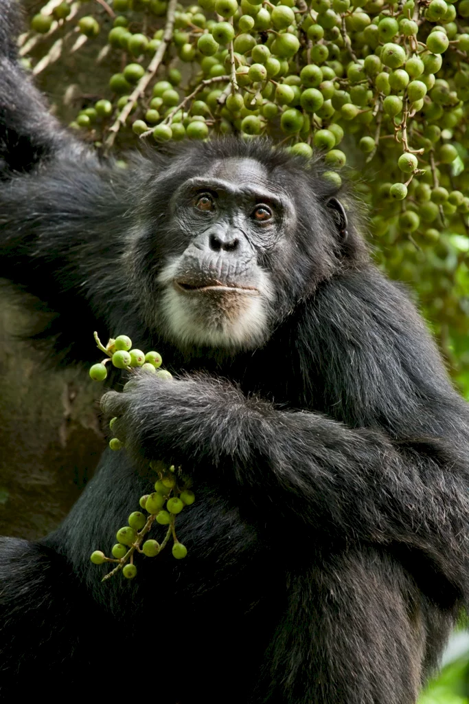 Photo 20 du film : Chimpanzés
