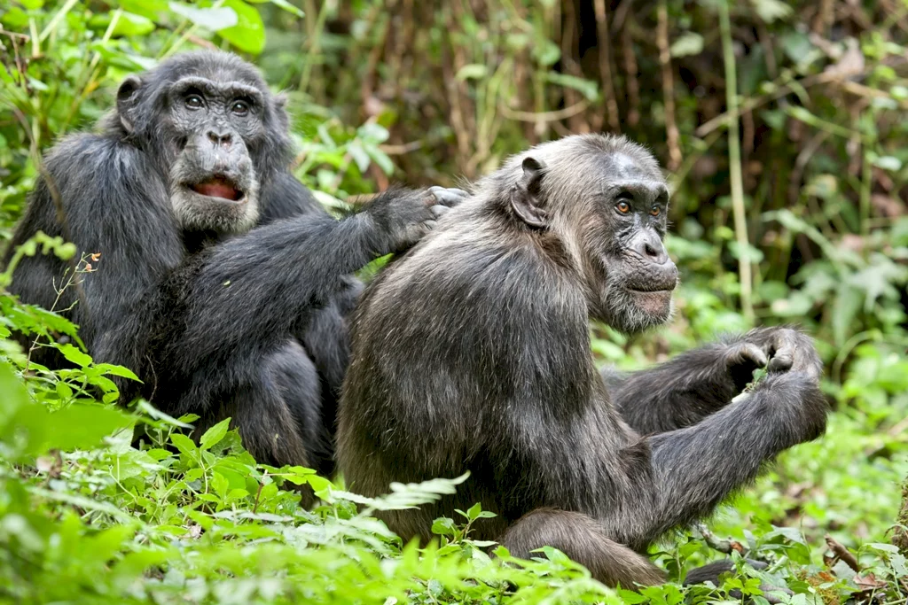 Photo 21 du film : Chimpanzés