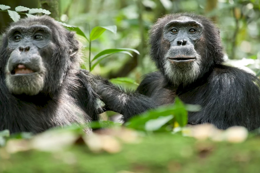 Photo 22 du film : Chimpanzés