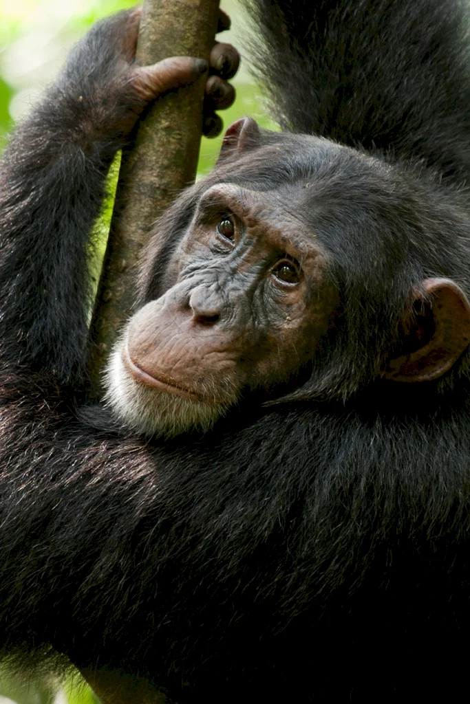 Photo 23 du film : Chimpanzés
