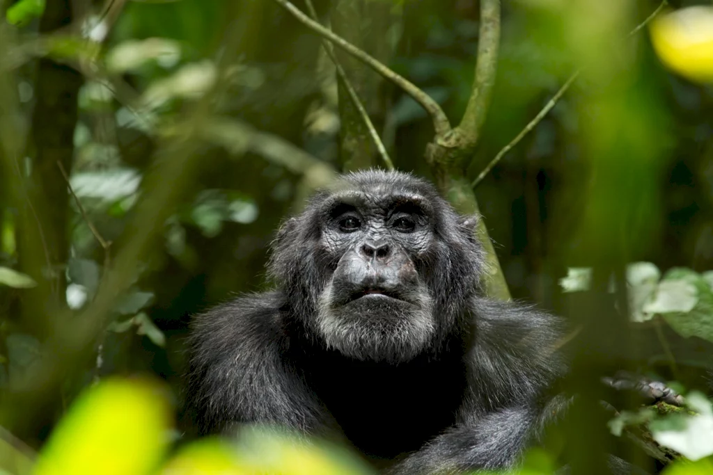 Photo 24 du film : Chimpanzés