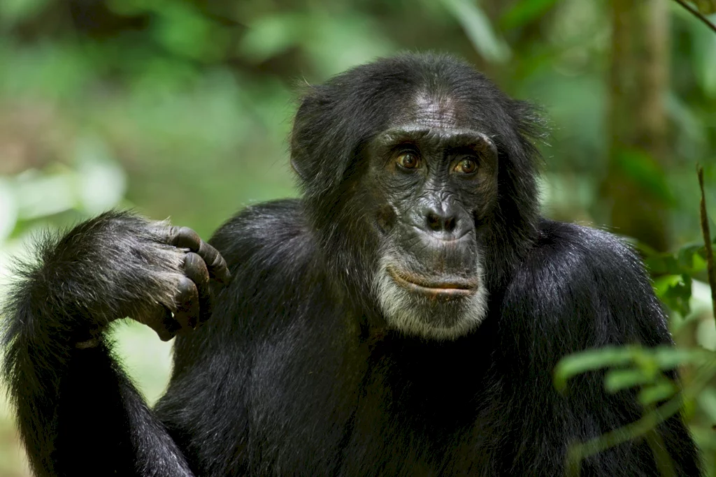 Photo 25 du film : Chimpanzés