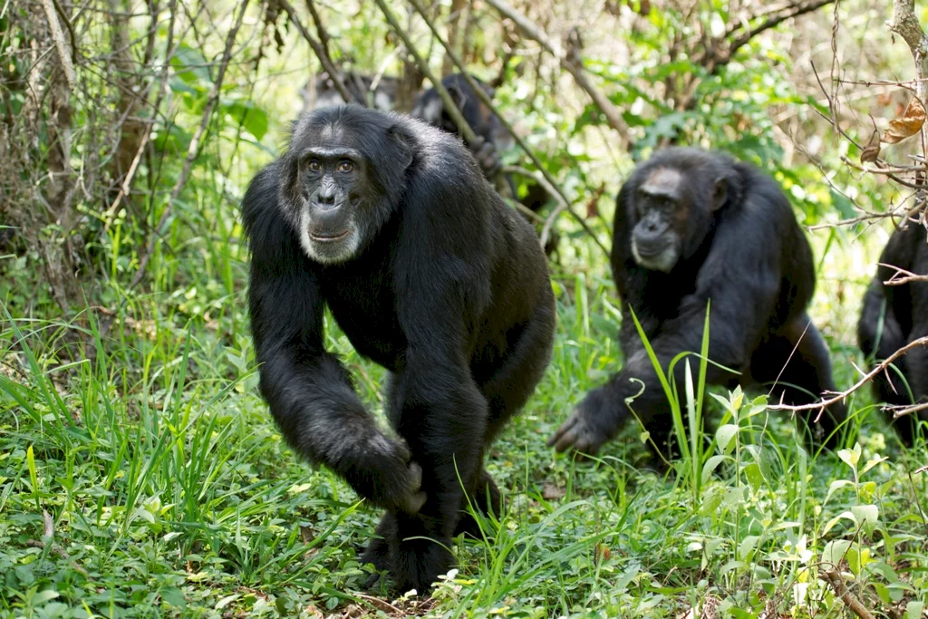 Photo 26 du film : Chimpanzés