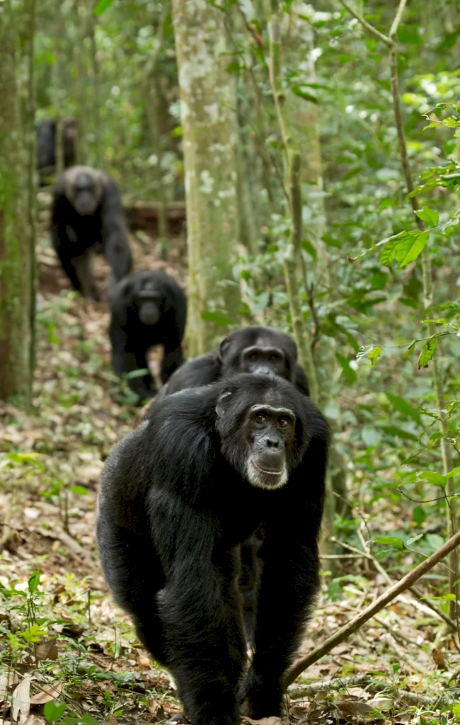 Photo 27 du film : Chimpanzés