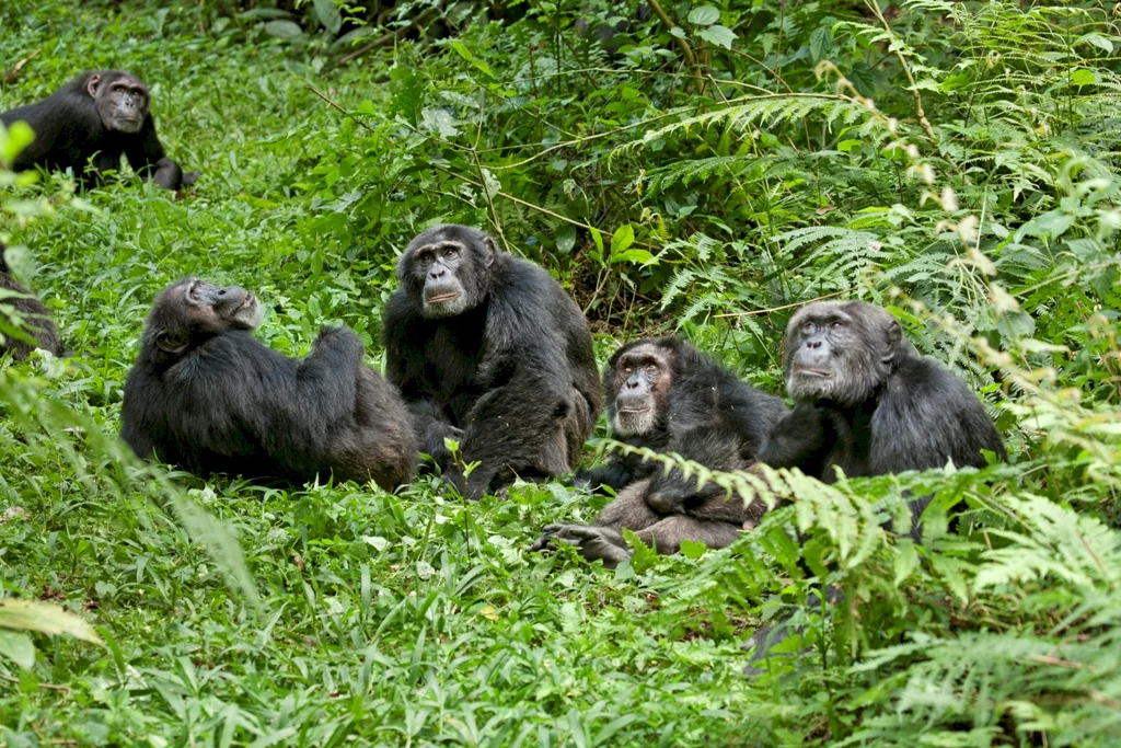 Photo 28 du film : Chimpanzés