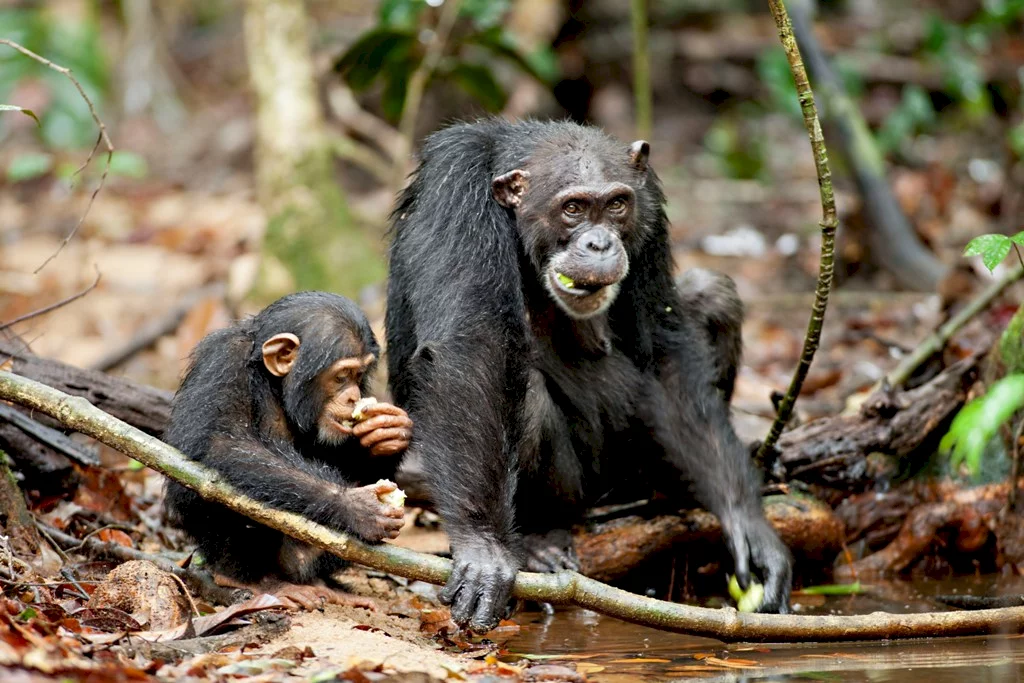 Photo 30 du film : Chimpanzés