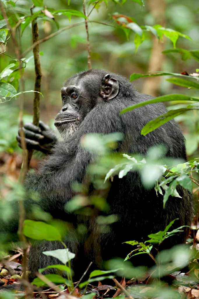 Photo 51 du film : Chimpanzés