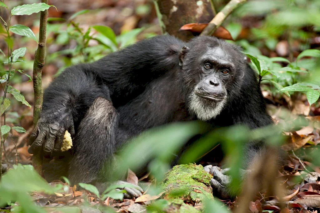 Photo 31 du film : Chimpanzés