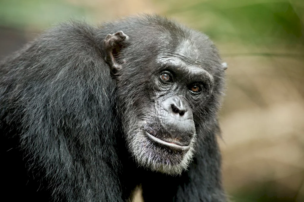 Photo 32 du film : Chimpanzés