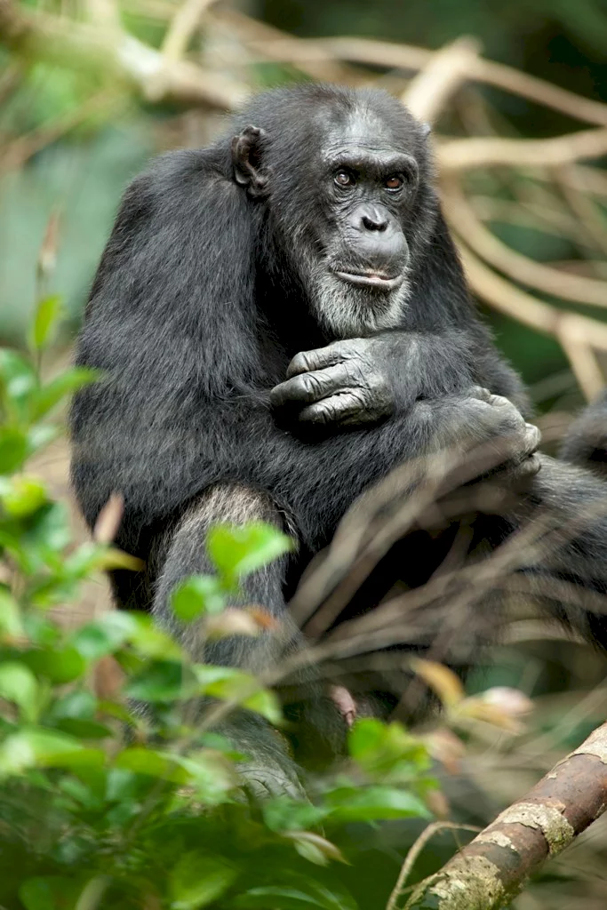 Photo 33 du film : Chimpanzés