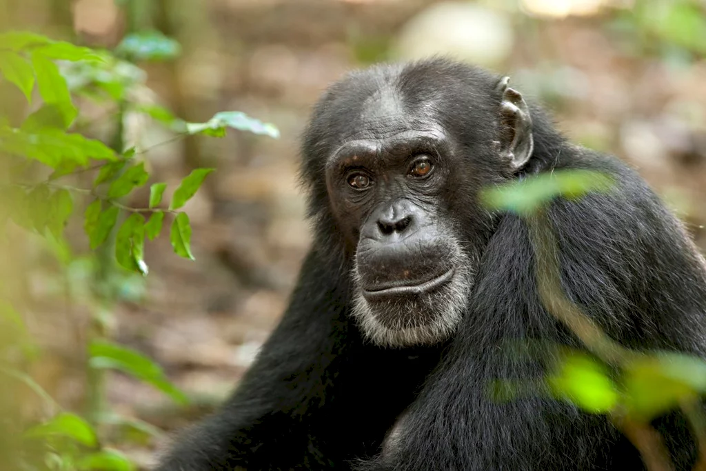 Photo 34 du film : Chimpanzés