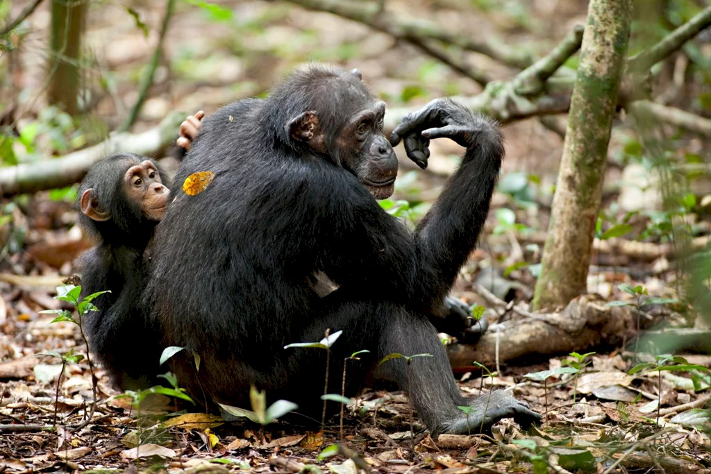 Photo du film : Chimpanzés