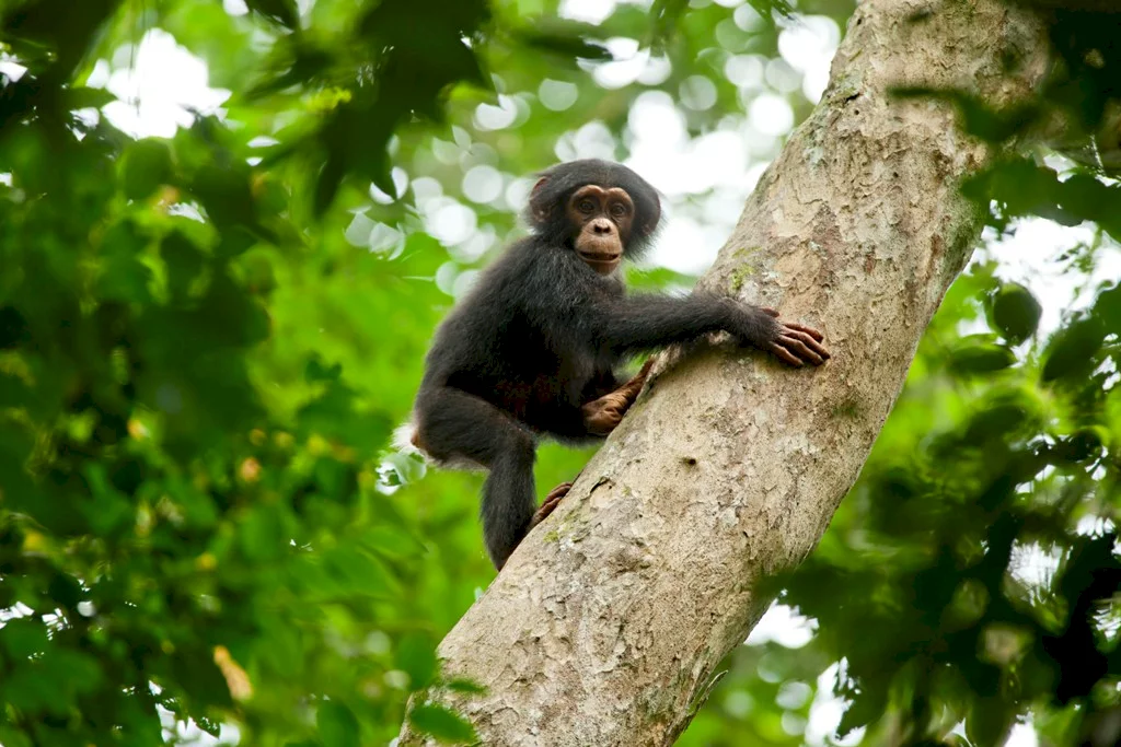 Photo 36 du film : Chimpanzés