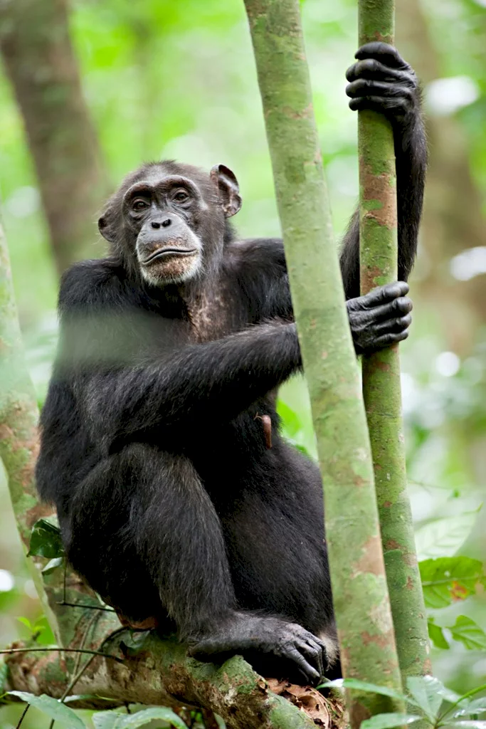 Photo 37 du film : Chimpanzés