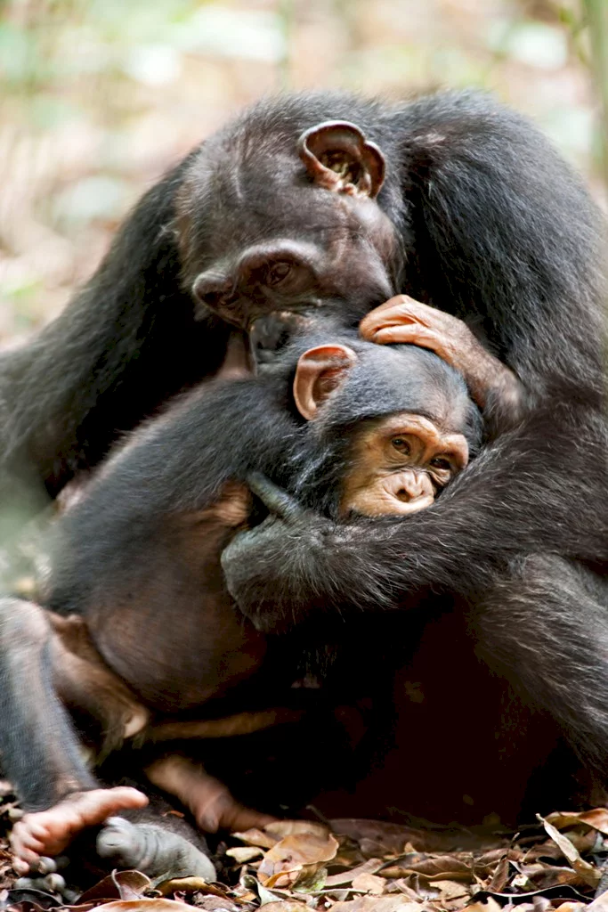 Photo 38 du film : Chimpanzés