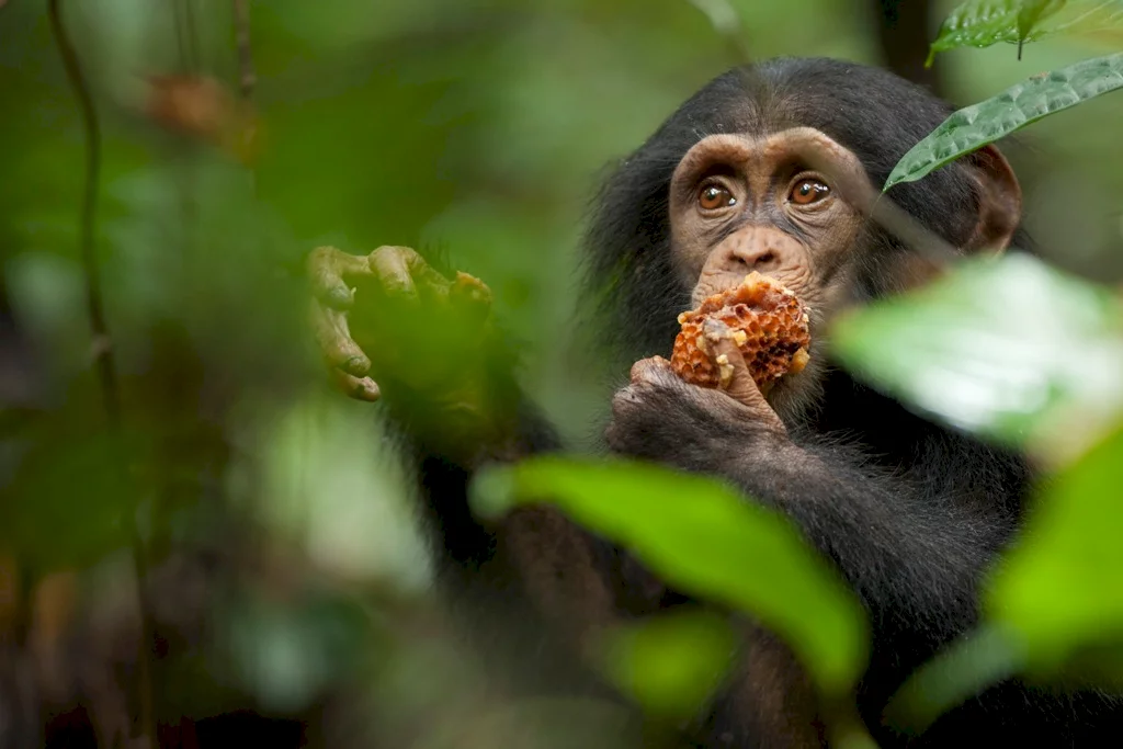 Photo 39 du film : Chimpanzés