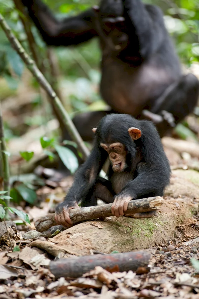 Photo 40 du film : Chimpanzés