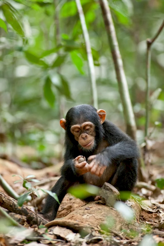 Photo 41 du film : Chimpanzés