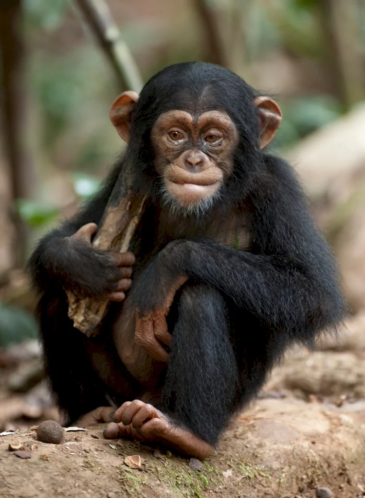 Photo 42 du film : Chimpanzés