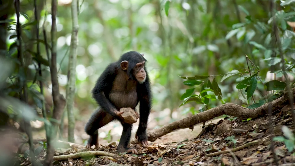 Photo 43 du film : Chimpanzés