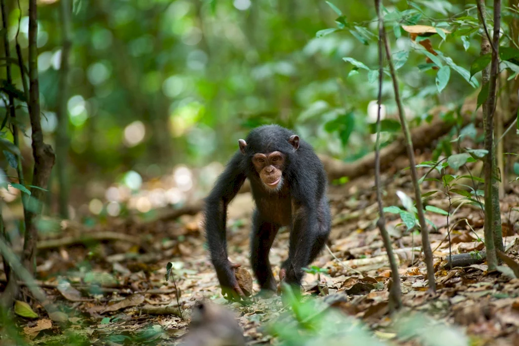 Photo 44 du film : Chimpanzés