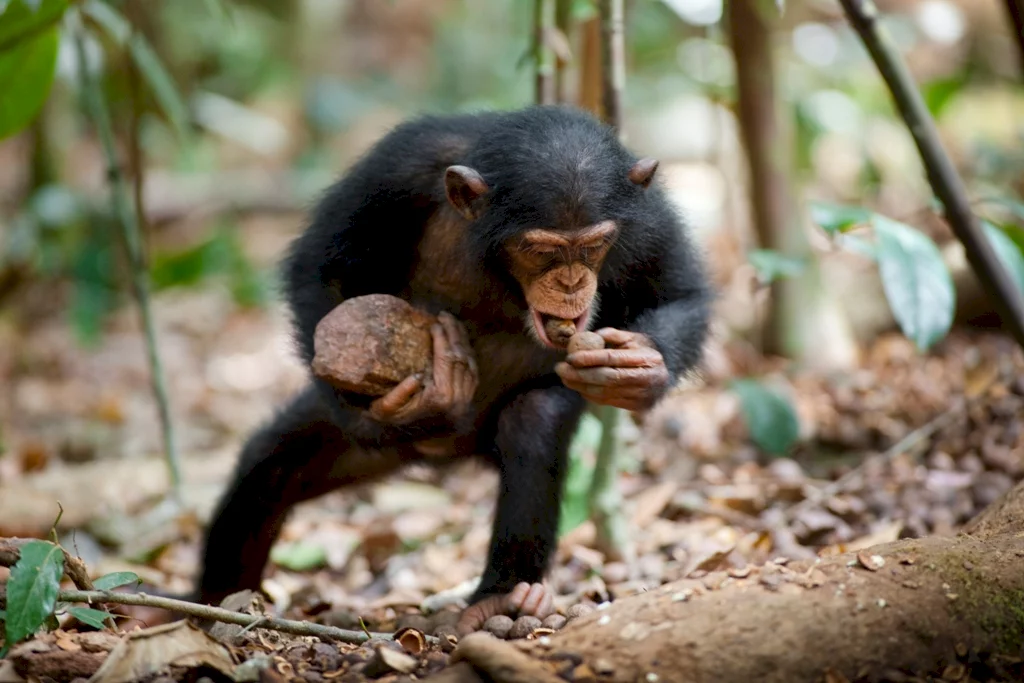 Photo 45 du film : Chimpanzés