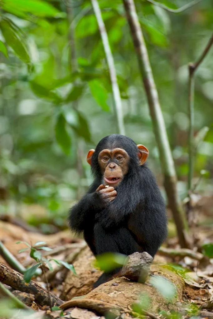 Photo 46 du film : Chimpanzés
