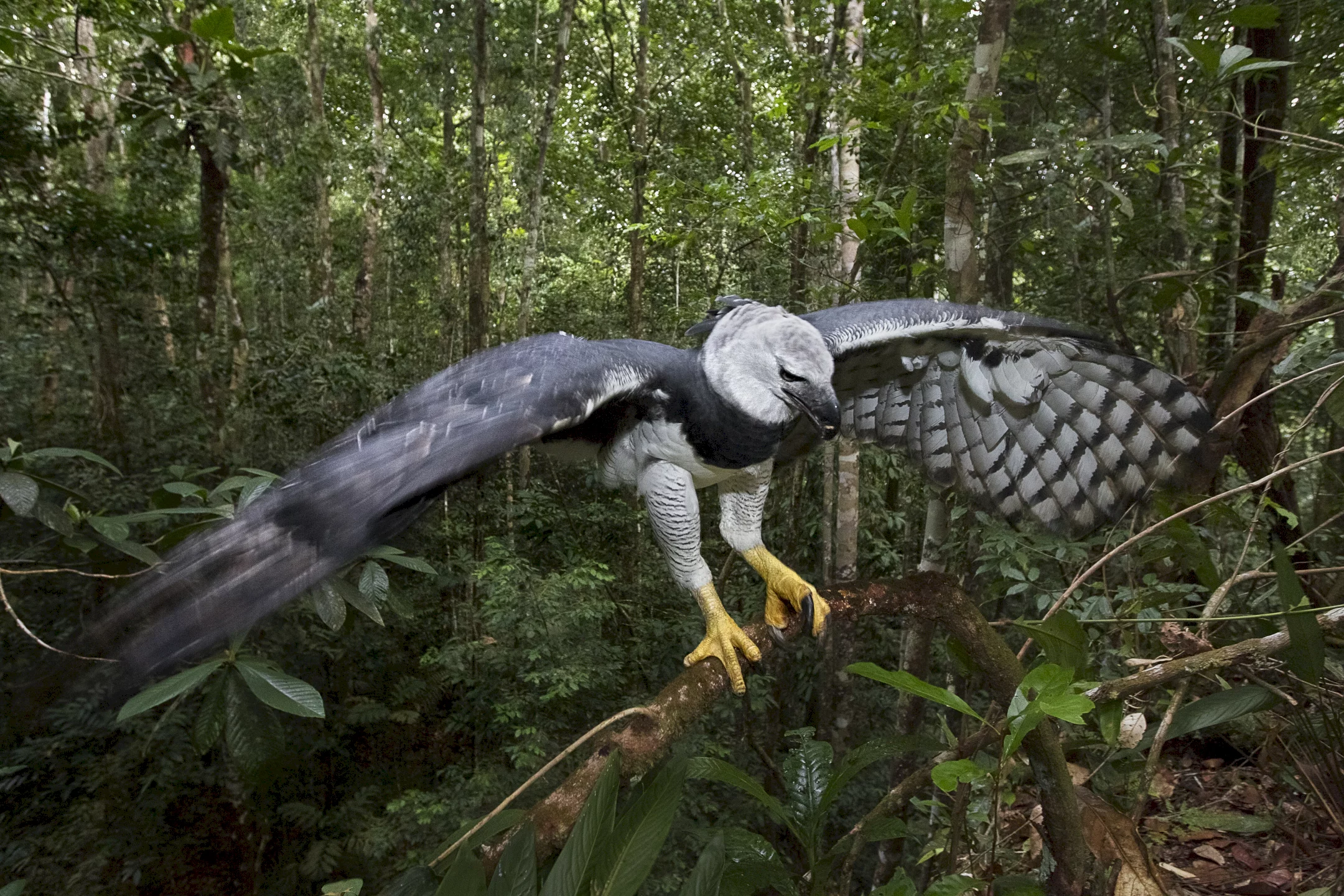 Photo 3 du film : Amazonia