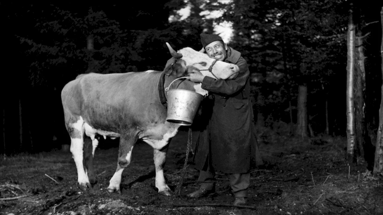 Photo 2 du film : La vache et le prisonnier