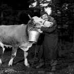 Photo du film : La vache et le prisonnier