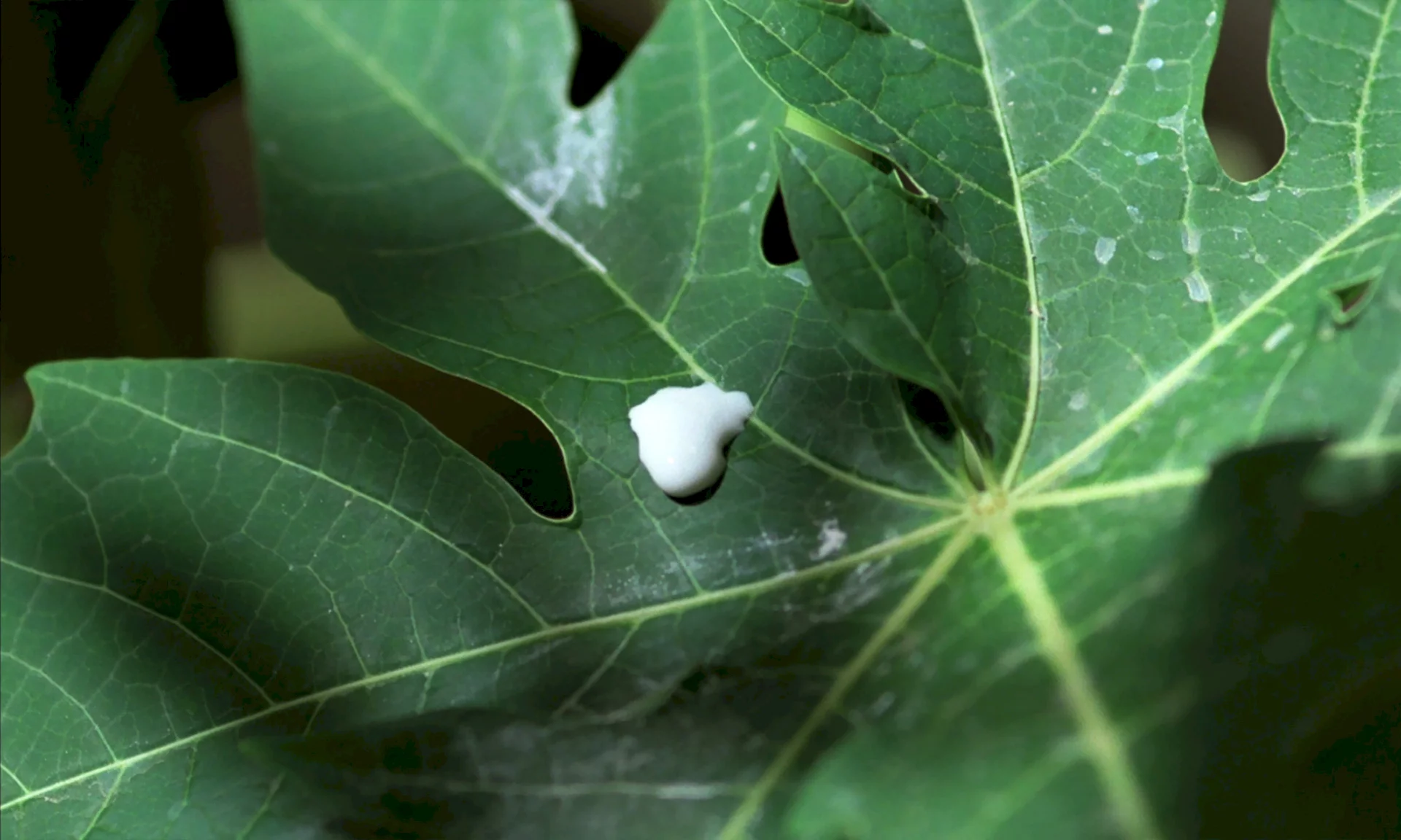 Photo 3 du film : L'odeur de la papaye verte