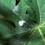 Photo du film : L'odeur de la papaye verte