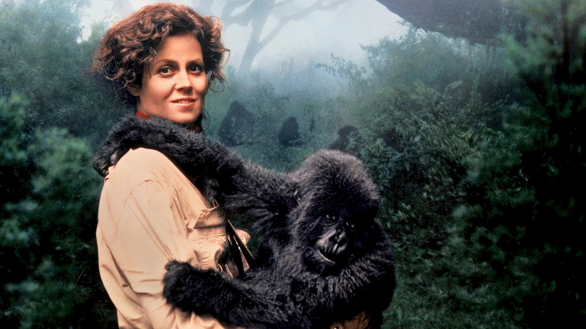Photo du film : Gorilles dans la brume