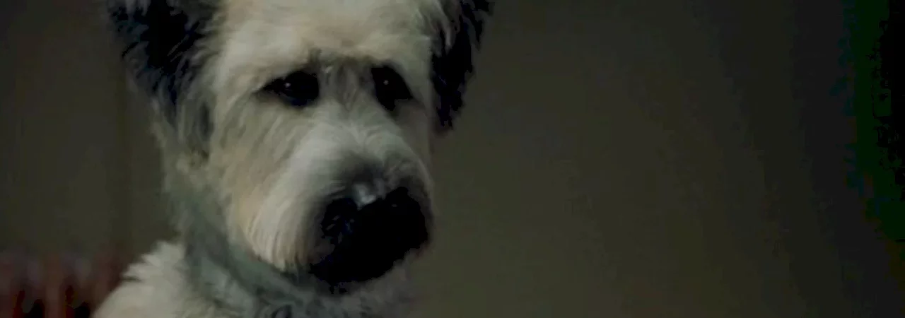Photo du film : Karate dog