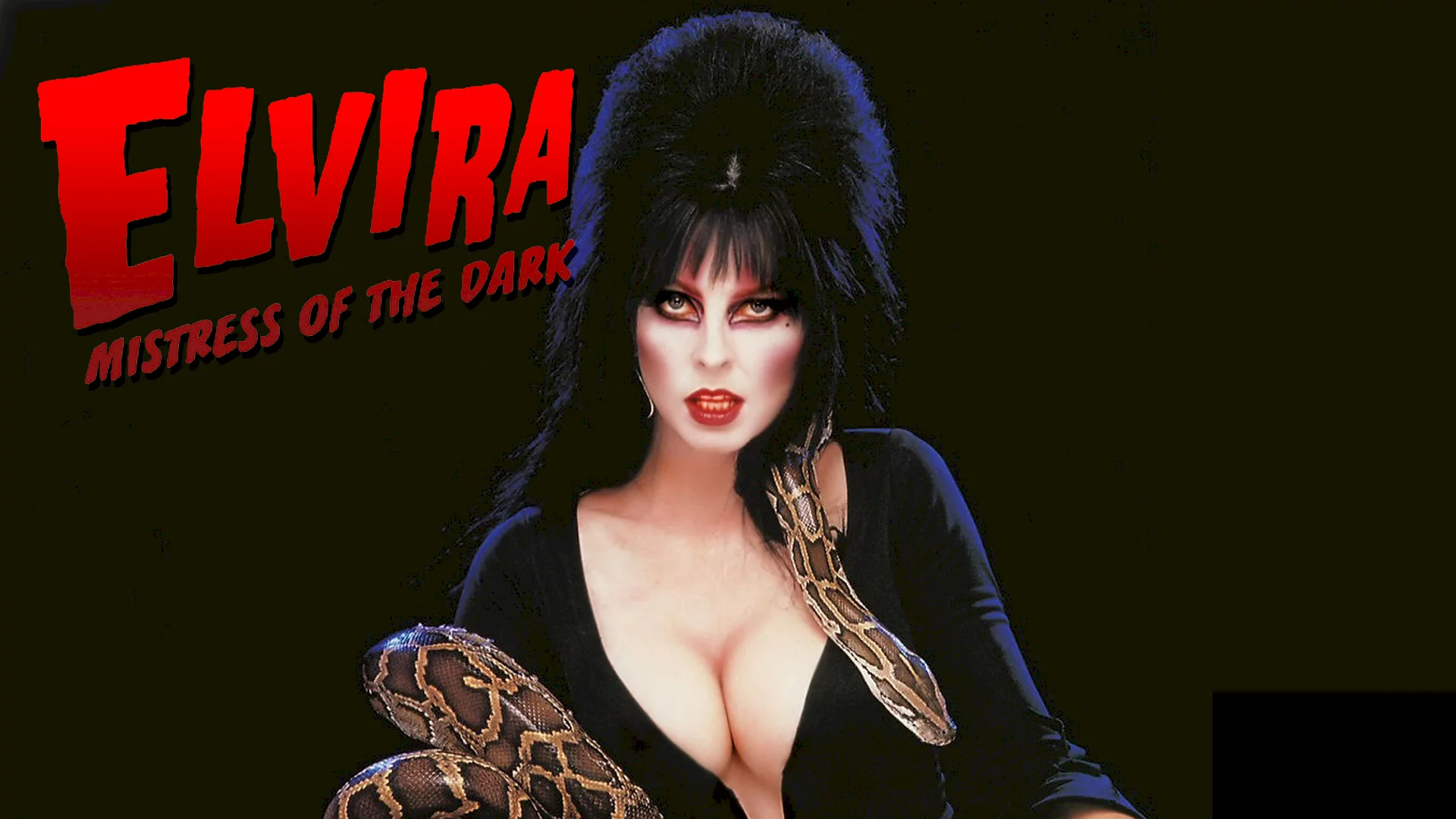 Photo 7 du film : Elvira maitresse des tenebres