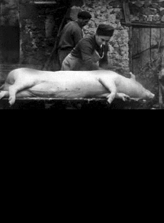 Photo 1 du film : Le cochon