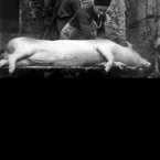 Photo du film : Le cochon