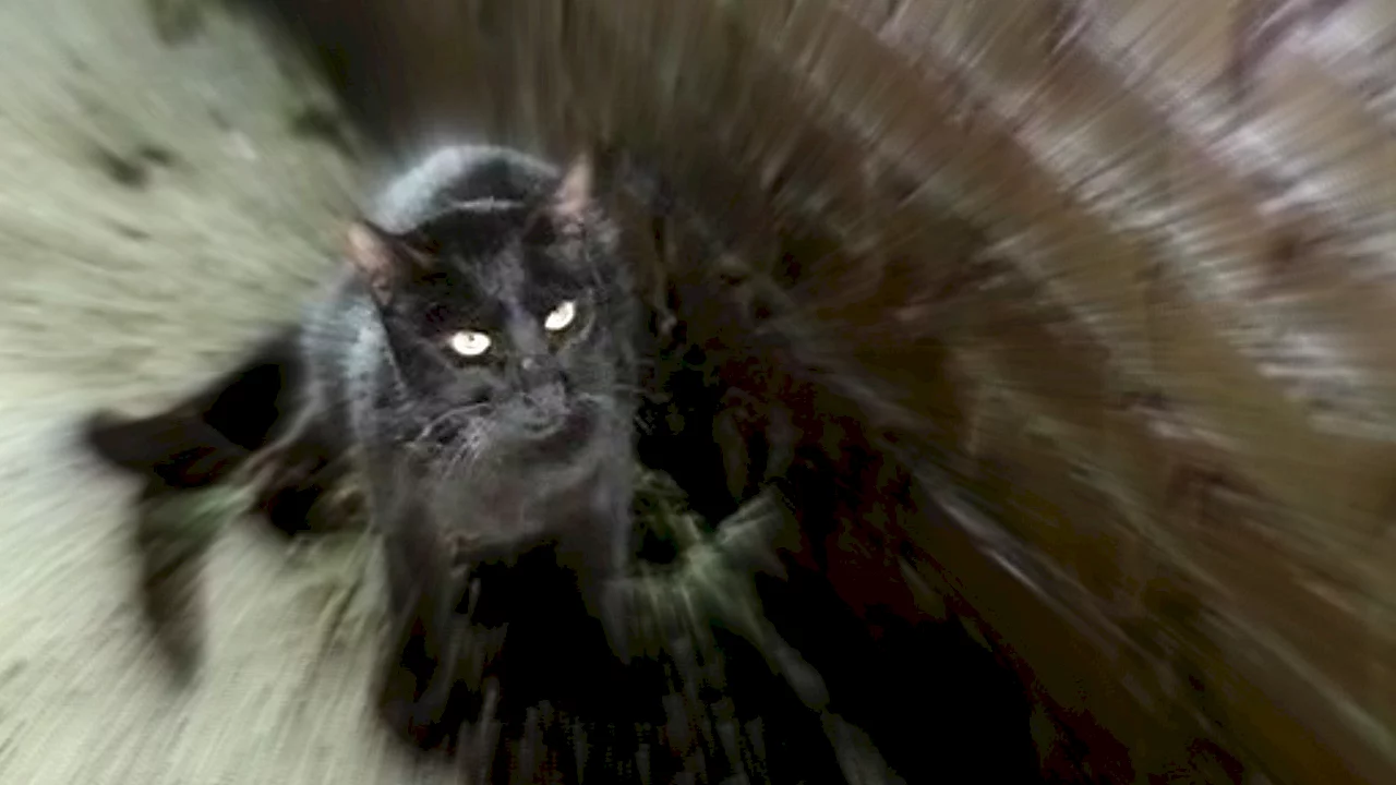 Photo 2 du film : Le chat noir