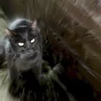 Photo du film : Le chat noir