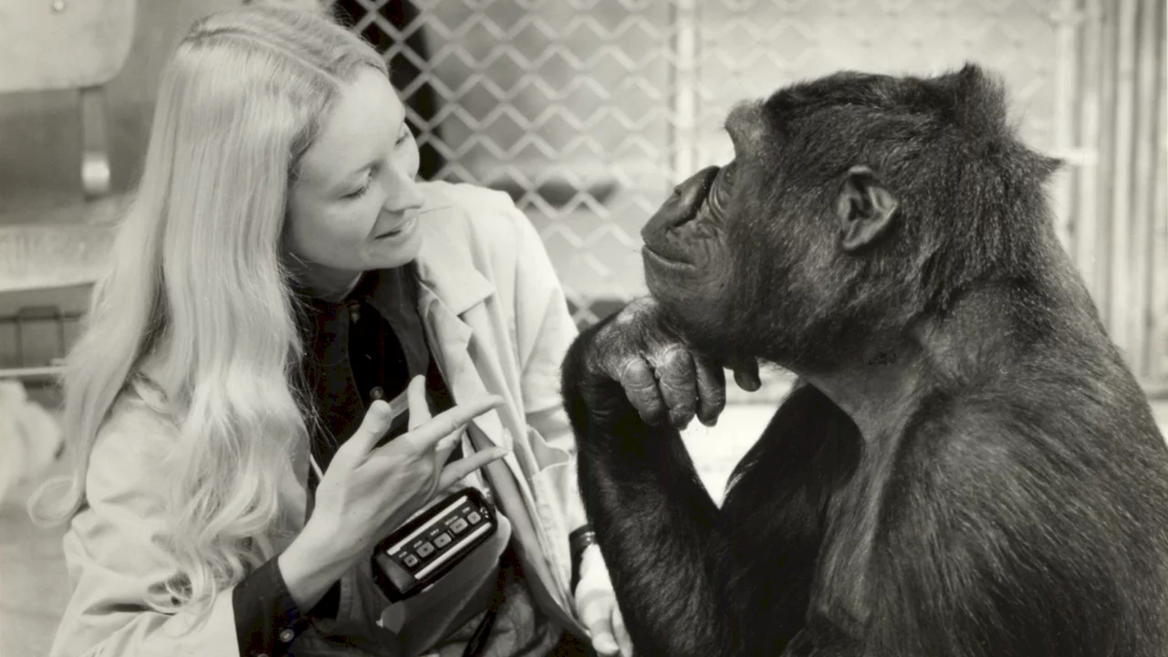 Photo du film : Koko le gorille qui parle