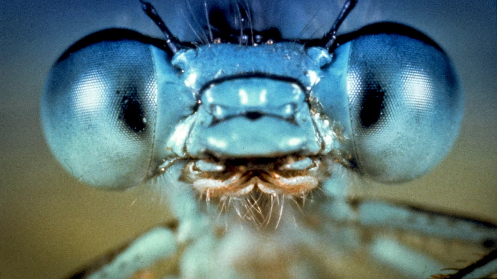 Photo 3 du film : La mouche noire